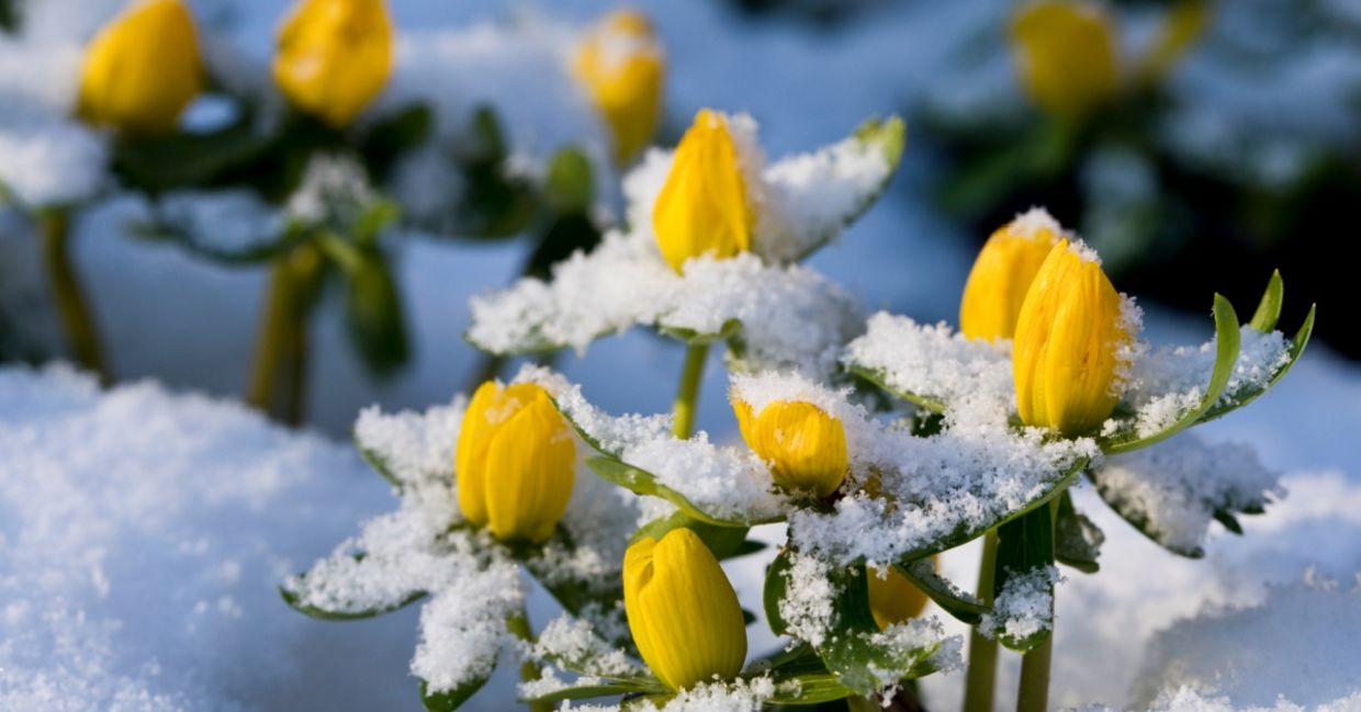 Winter aconites are getting ready to bloom.