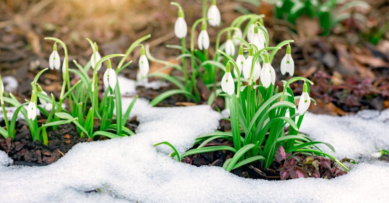Snowdrops bloom in late February.