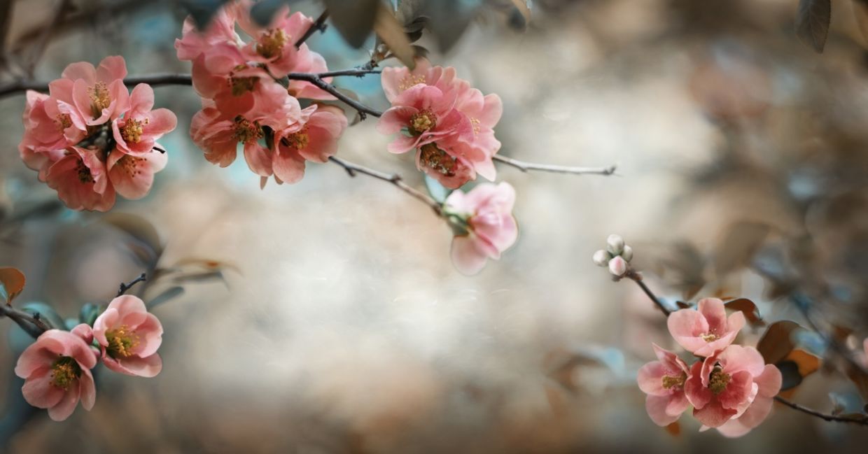 Blooming Japanese quince flowers in the forest.