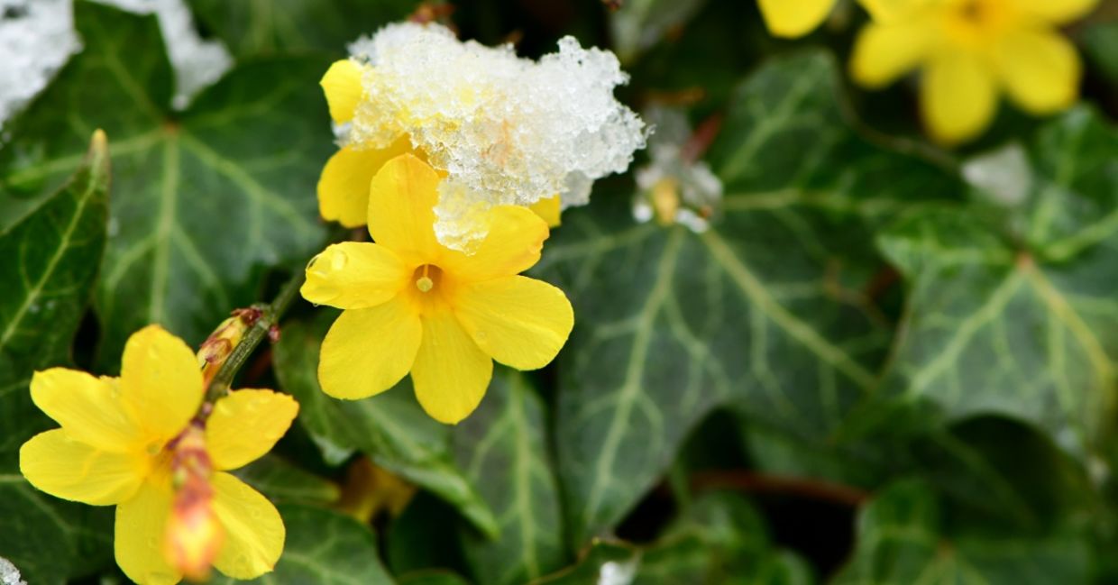 Bright yellow flowers of winter jasmine.