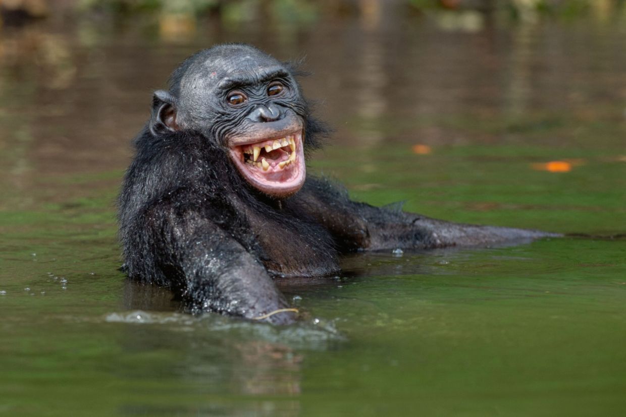A bonobo smiles in the water.