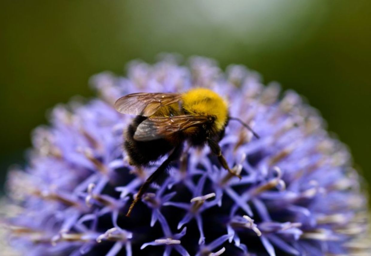 Honey bee on a purple thistle.