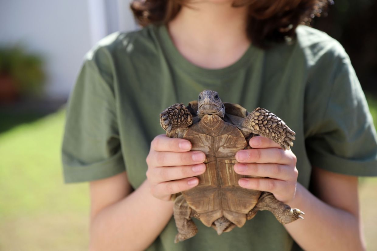 A boy holds a turtle.