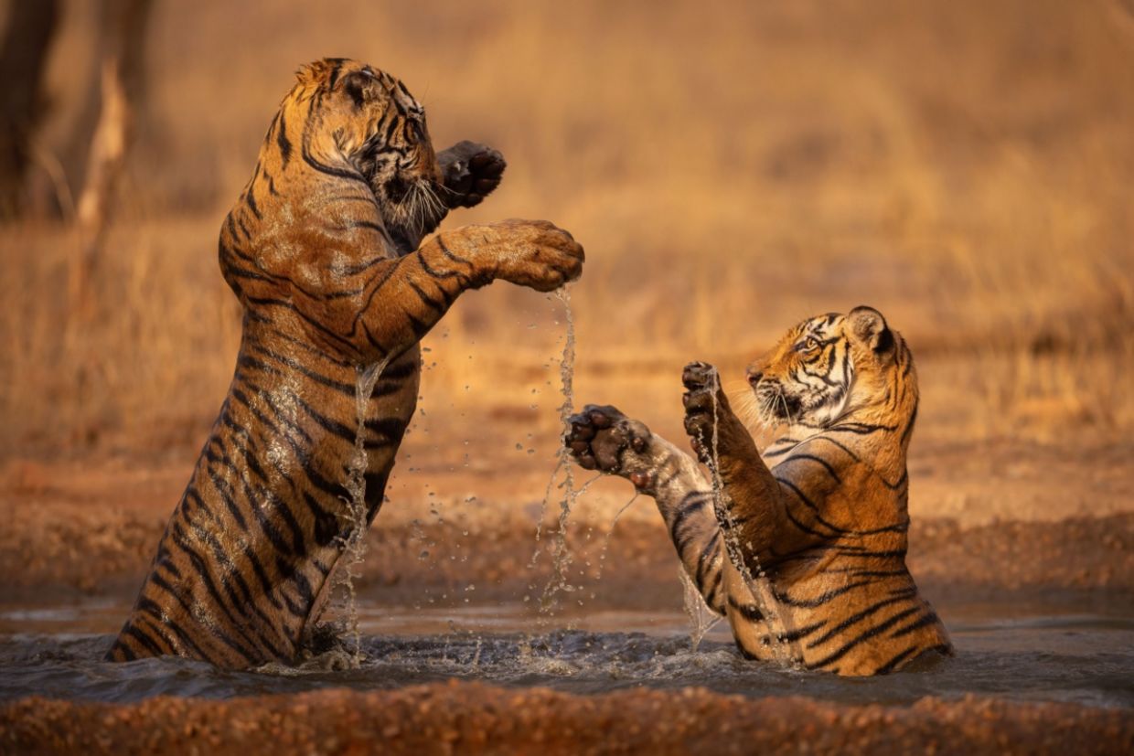 Two tigers playfully stand in shallow water in India.